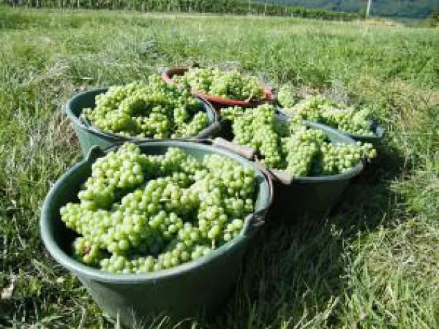 Verjus - das mittelalterliche Würzmittel neu entdeckt Bild: Verjus - das mittelalterliche Würzmittel neu entdeckt