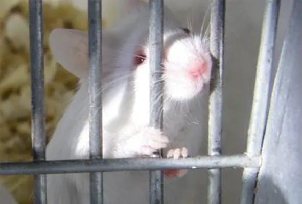 Bild: Internationaler Tag zur Abschaffung der Tierversuche