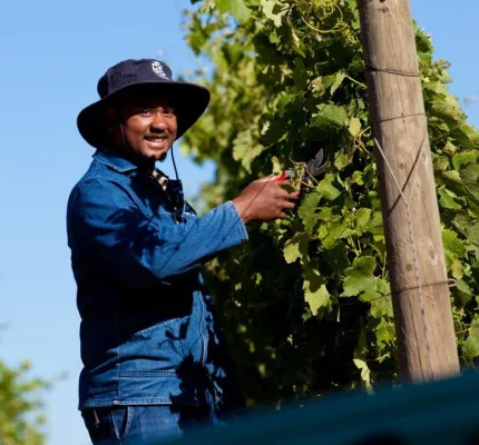 Bild: 20 Jahre Demokratie: Das Weinland Südafrika feiert im April einen runden Geburtstag