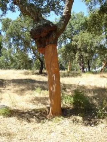 Bild: Hochwertige Kork-Bodenbeläge