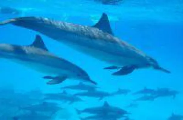 Yoga-Delfinreise Bild: Yoga-Delfinreise