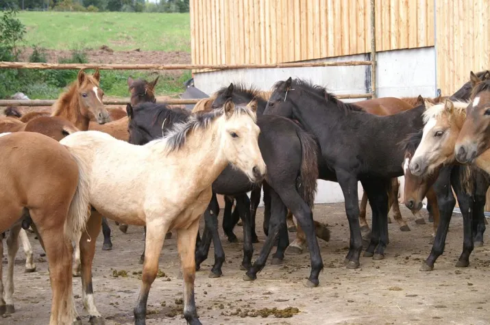 Stutenmilcheis als Weltpremiere Bild: Stutenmilcheis als Weltpremiere