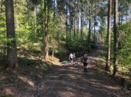 Bild: Greiter & Cie. pflanzt 1.000 Bäume für den intakten Allgäuer Bergmischwald