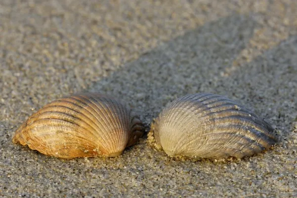 Welterbe – Natur vom Feinsten: Foto-Festival „Nationalpark Wattenmeer“ Bild: Welterbe – Natur vom Feinsten: Foto-Festival „Nationalpark Wattenmeer“