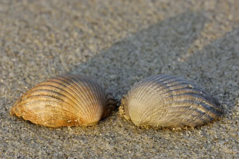 Bild: Welterbe – Natur vom Feinsten: Foto-Festival „Nationalpark Wattenmeer“