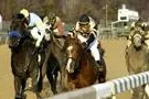 Bild: Galoppnews aus den USA - Maryland Million Vorschau für Laurel Park