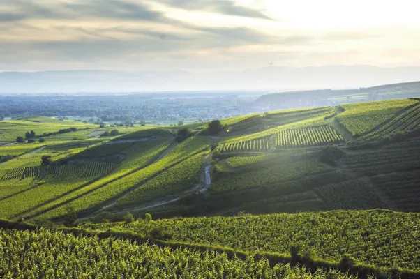 Bild: Der Oberrotweiler Eichberg – Hausberg des Weinguts und eine der besten Rotweinlagen im Kaiserstuhl