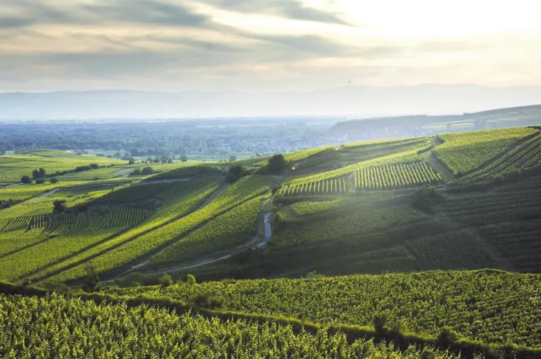 Bild: Der Oberrotweiler Eichberg – Hausberg des Weinguts und eine der besten Rotweinlagen im Kaiserstuhl