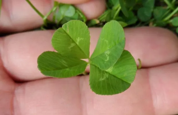 Glück: Das schönste Gefühl der Welt Bild: Glück: Das schönste Gefühl der Welt