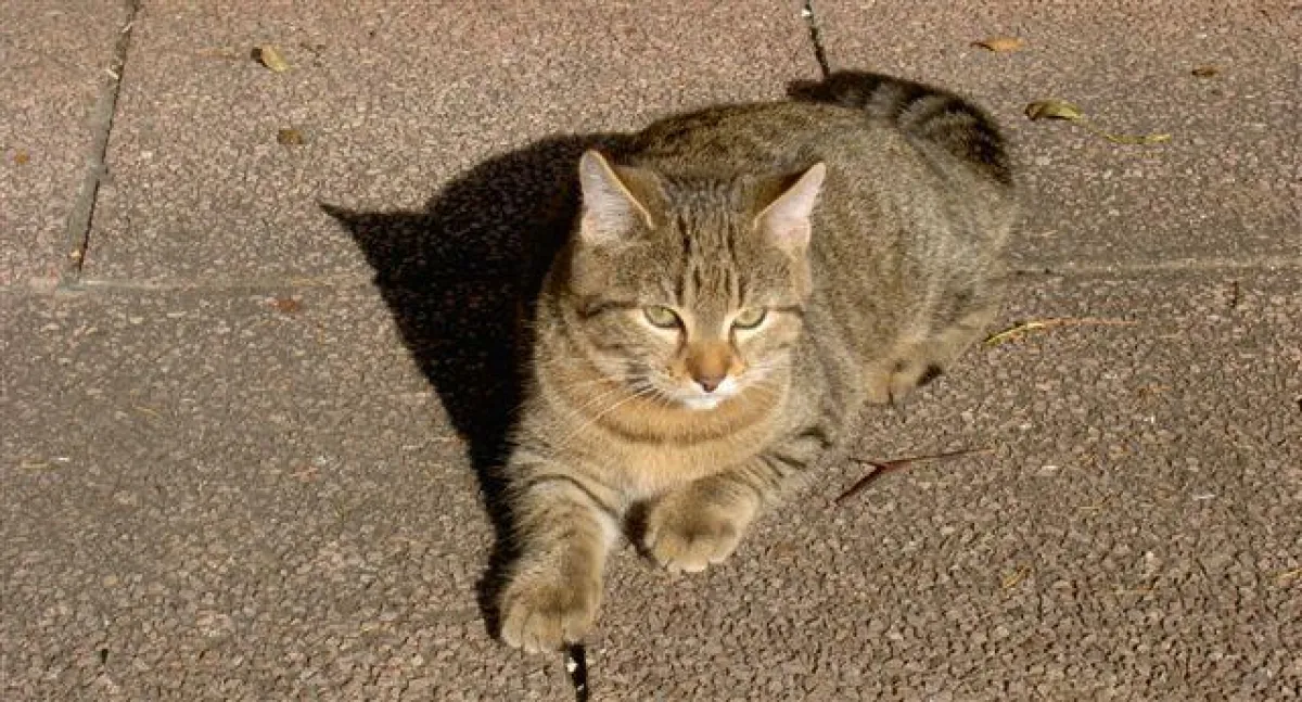 Attila mit vier Monaten, nun schon ein stattlicher junger Kater