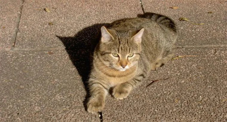 Bild: Tiergeschichten, Reime, Gedichte, Elfengeschichten, Sagen sowie neu die Rubrik "Gedanken" online