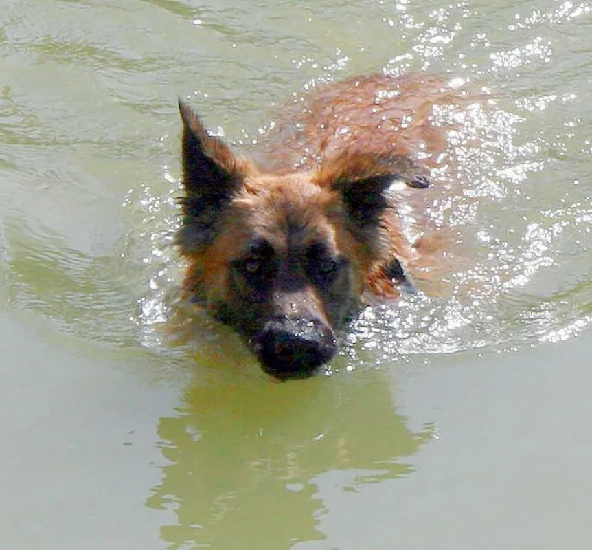 Hundebaden in Nauen