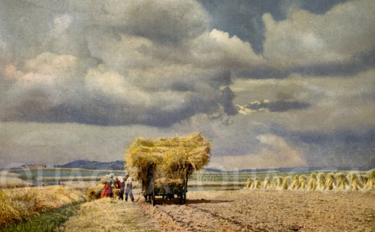 Getreideernte: Mit Garben beladener Erntewagen. (©  Quagga Illustrations)