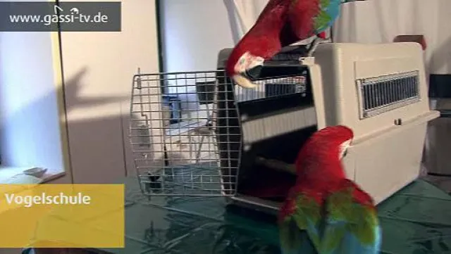 Bild: Das neue Jahr auf GASSI-TV