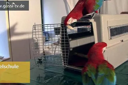 Bild: Das neue Jahr auf GASSI-TV