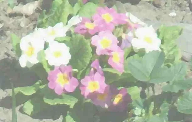 Bild: Geschenkideen für den Muttertag - Bücher bleiben