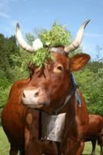 Bild: Wiesenblütenfest mit Viehaustrieb in Sankt Andreasberg im Oberharz