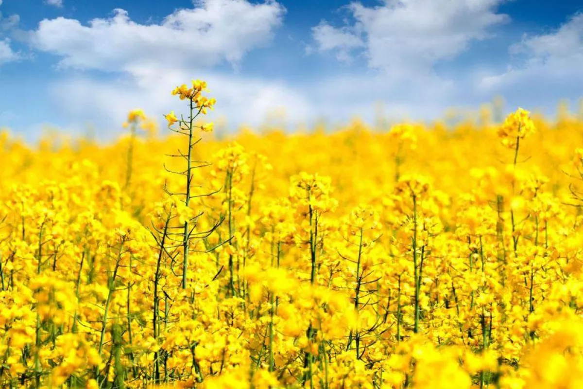 Im Mai zur Rapsblüte sind ganze Landstriche bis zum Horizont in sonniges Gelb getaucht.