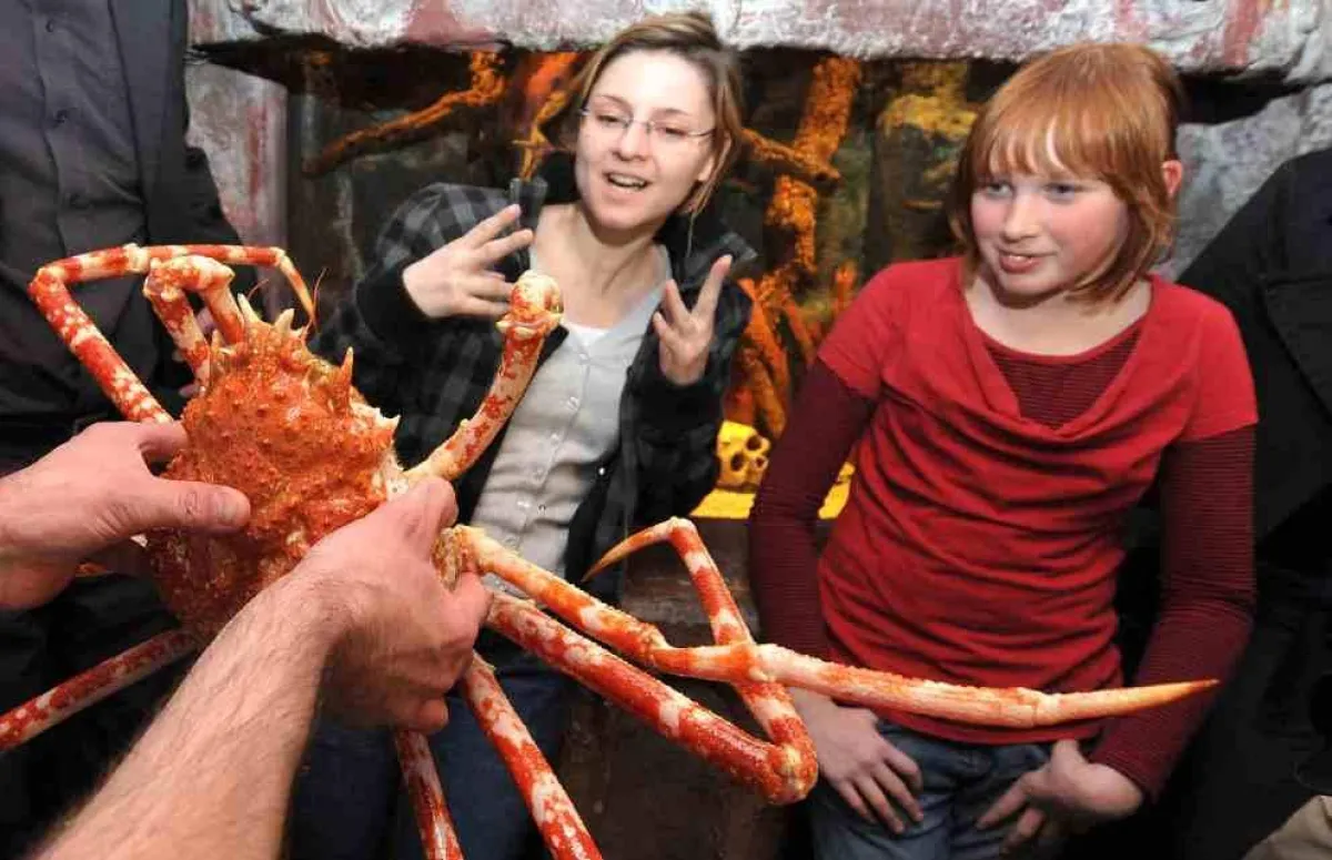 Chef-Aquarist Jochen Rinnert hält Riesenkrabbe