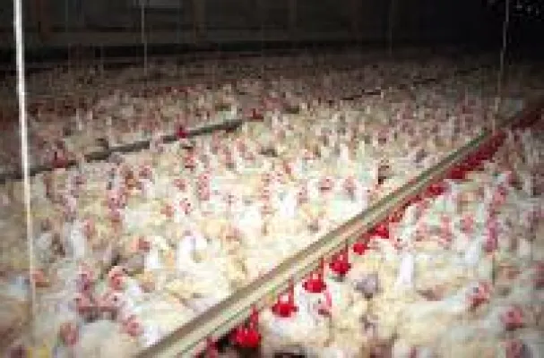 Bild: Zum Tag des Geflügels am Sonntag (19.03.2017): Über 100 Millionen Hühner leiden in Deutschland