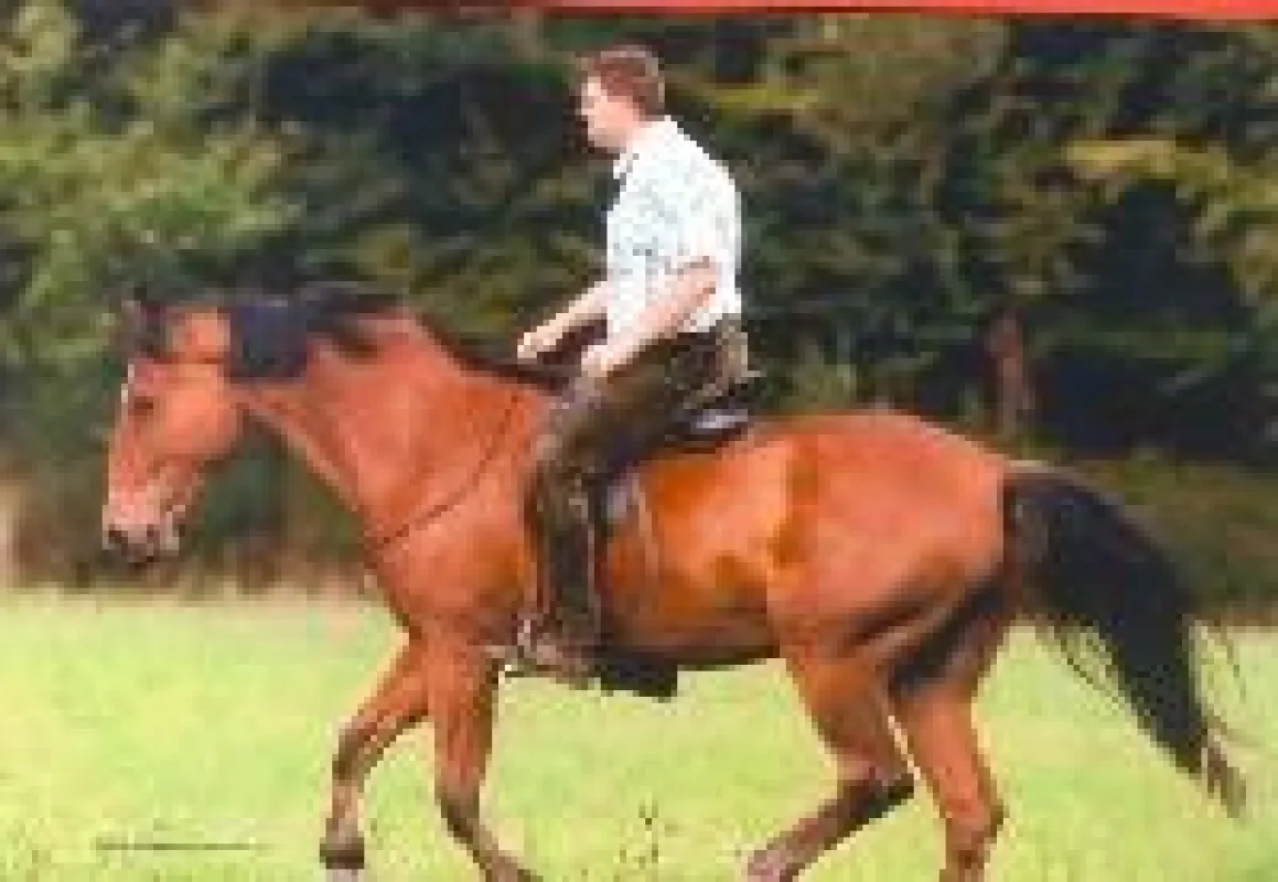Gebisslos reiten ist gut, aber nicht einfach.