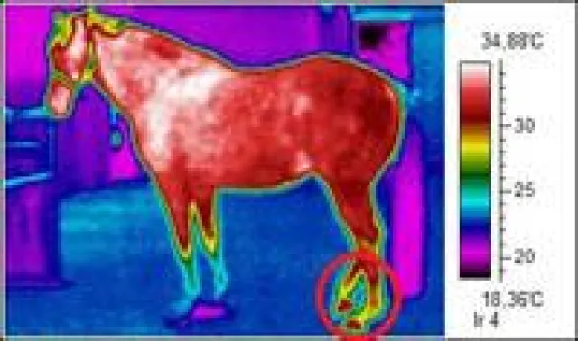 Bild: Mobile Tierthermografie bei Pferden zeigt wo der Sattel drückt