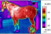 Bild: Mobile Tierthermografie bei Pferden zeigt wo der Sattel drückt