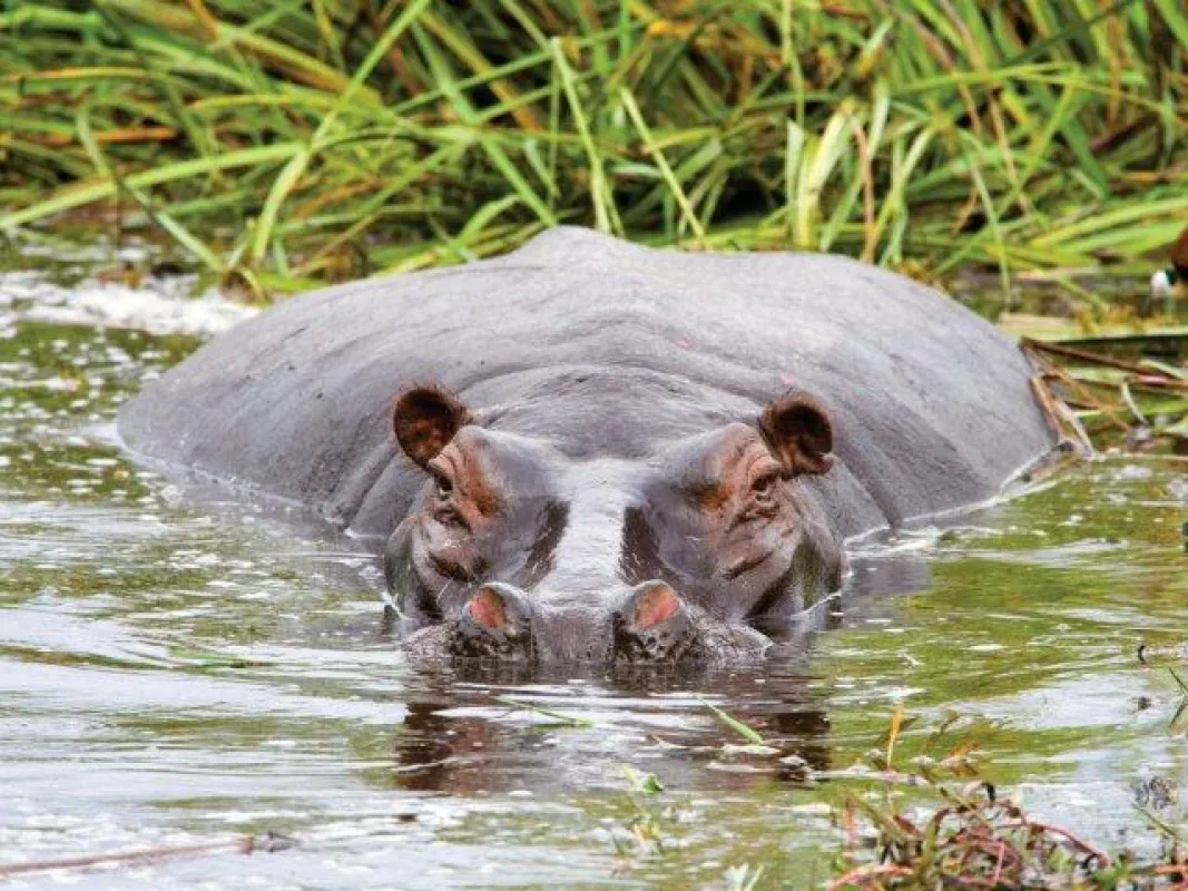 Die wilde Tierwelt Botswanas lässt sich auf 16 unterschiedlichen Intrepid-Touren beobachten