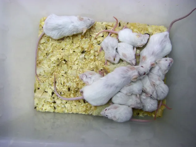 EU-Tierversuchsstatistik 2023 Bild: EU-Tierversuchsstatistik 2023