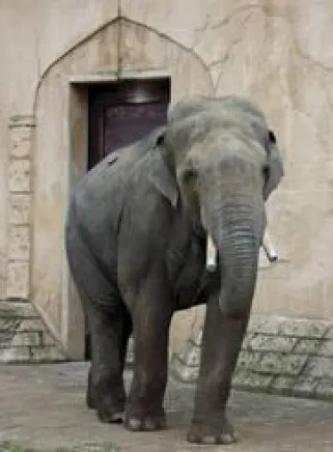 Grauer Charmeur zurück im Erlebnis-Zoo Hannover Bild: Grauer Charmeur zurück im Erlebnis-Zoo Hannover