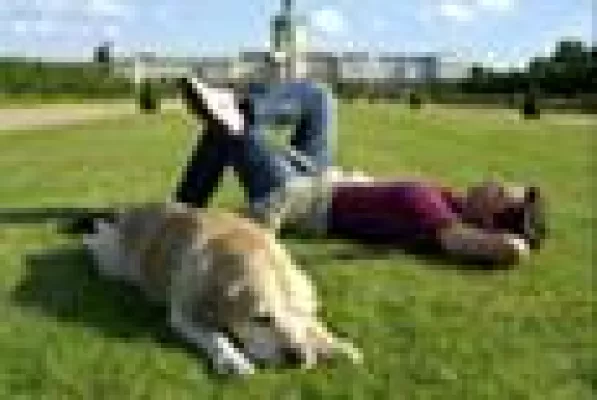 Wie verhindert man Sonnenbrand beim Hund? Bild: Wie verhindert man Sonnenbrand beim Hund?