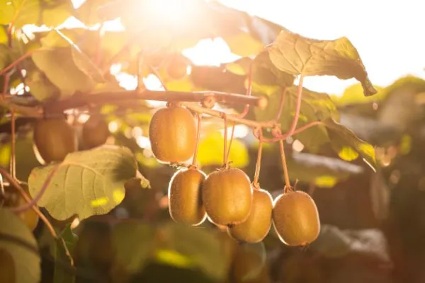 Bild: Maximale Aufmerksamkeit für besten Geschmack: Zespri® Kiwi ist Vorreiter in der Frucht-Vermarktung