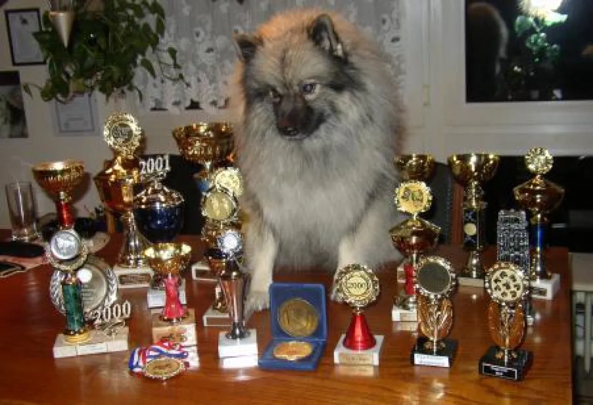 Wolfsspitz Inay vom Alten Nierstal,Champion in der Hall of Fame der Rassehunde im Besitz von Angelika Rubens