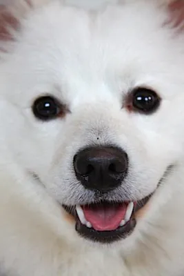 Bild: Aussterbende Hunderassen in Deutschland