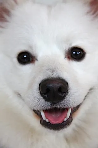 Bild: Aussterbende Hunderassen in Deutschland