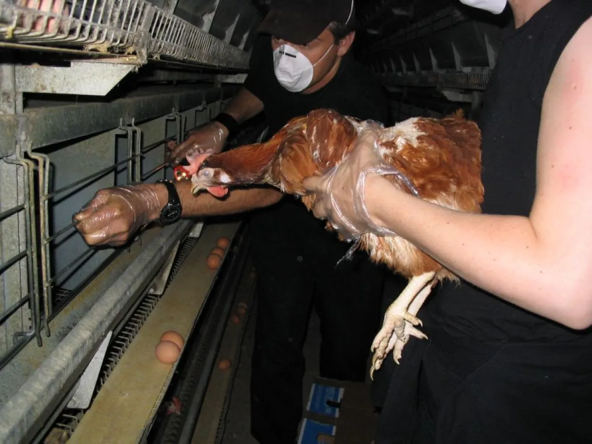 Ein Huhn wird aus dem Käfig einer Legebatterie befreit