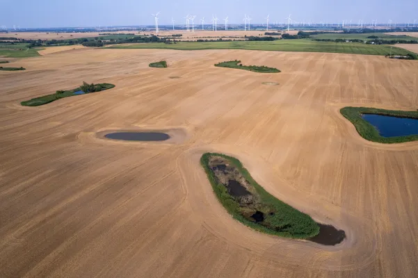 Bild: Windenergieanlagen verschlechtern den Zugang von Fledermäusen zu Gewässern in der Agrarlandschaft