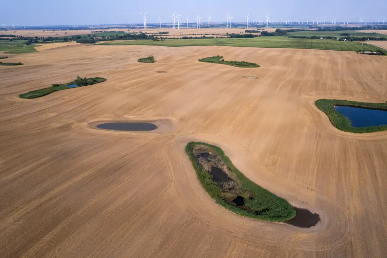 Bild: Windenergieanlagen verschlechtern den Zugang von Fledermäusen zu Gewässern in der Agrarlandschaft