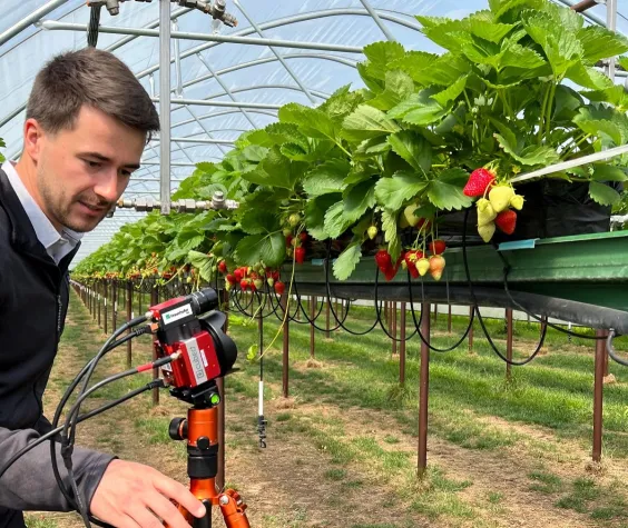 Fraunhofer entwickelt automatisierte Prozesse und digitale Lösungen für den Erdbeeranbau der Zukunft Bild: Fraunhofer entwickelt automatisierte Prozesse und digitale Lösungen für den Erdbeeranbau der Zukunft