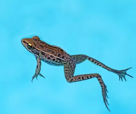 Bild: Noch einmal Sommer, bitte: Saarländisches Unternehmen tauft Hoch Queena