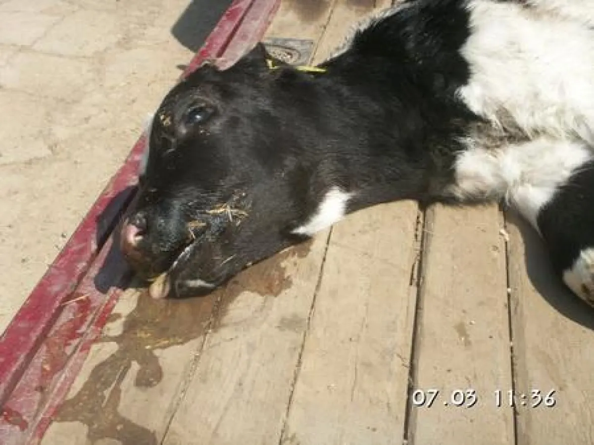 An chron. Botulismus verendetes Kalb