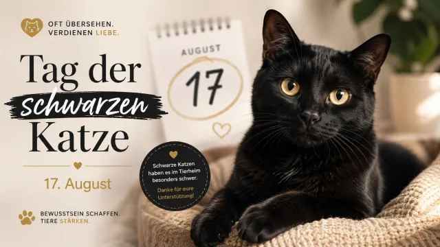 Bild: Neue-Kalender.de veröffentlicht Beitrag zum Tag der schwarzen Katze