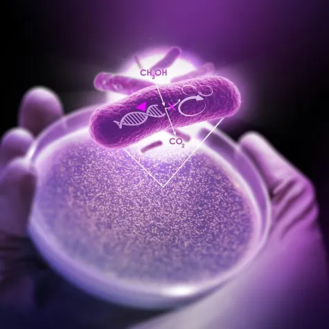 Bild: Wie ein Bakterium von Methanol leben kann