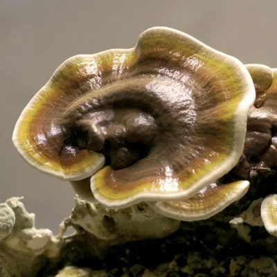 Bild: "Müdigkeit ist der Schmerz der Leber" - Heilpilzkur zur Stärkung und Regeneration der Leber