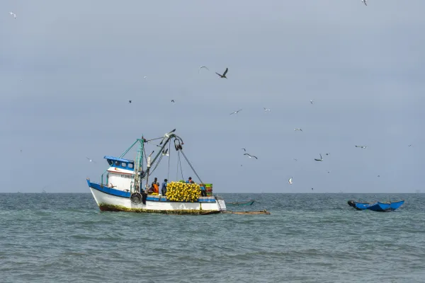 Bild: Neue Kieler Studie - Nachhaltige Fischereipolitik könnte Mangelernährung in Peru bekämpfen – trotz Klimawandel