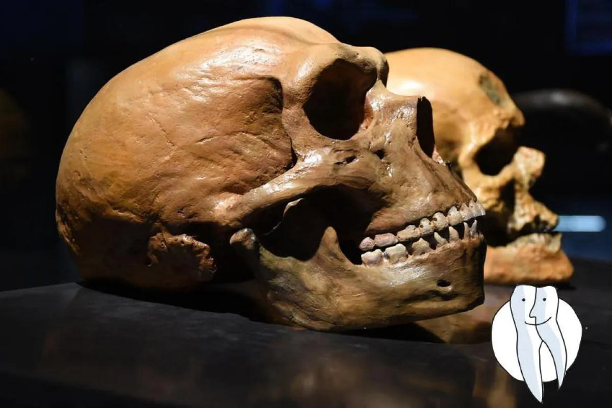 Weissheitszähne - ein Relikt aus vergangenen Zeiten Foto: © Bruder - Fotolia.com