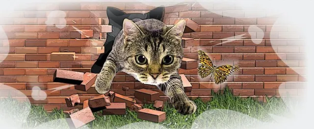 Unternehmen für Katzen-Freilaufsysteme bietet Zahlung in Bitcoins an Bild: Unternehmen für Katzen-Freilaufsysteme bietet Zahlung in Bitcoins an