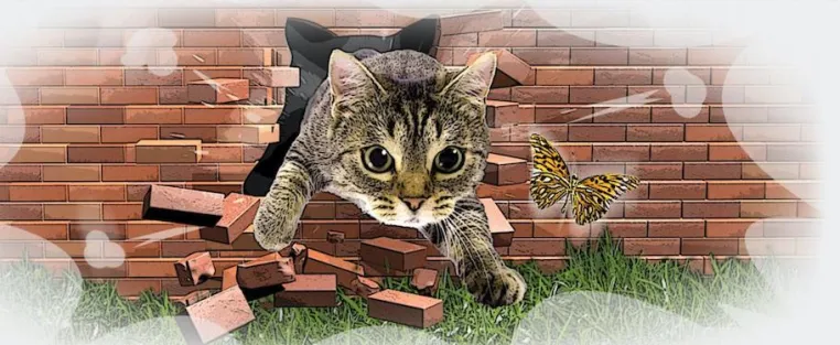 Bild: Unternehmen für Katzen-Freilaufsysteme bietet Zahlung in Bitcoins an