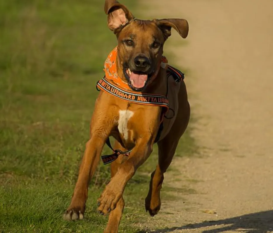 Hunde sind perfekte Fitnesstrainer
