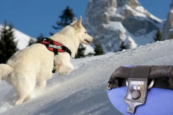 Bild: JULIUS-K9 entwickelt neues, spektakuläres K9-Hundegeschirr – INNOVA DOG COMFORT (IDC)